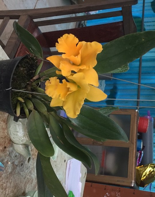 Trụ cây lan cát rất to