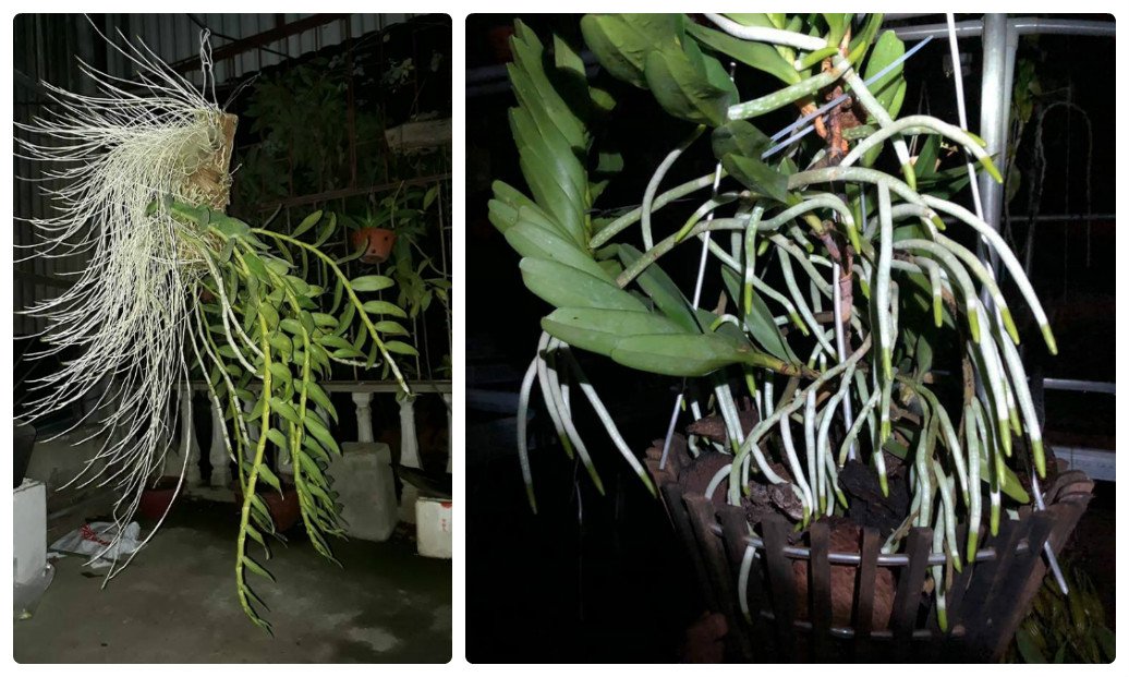 Các vấn đề về rễ hoa lan và cách khắc phục